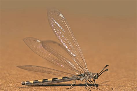  Antlion!  A Fascinating Predator with Tiny Claws Lurking Beneath Sandy Arenas