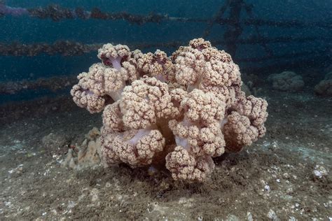  Caulifower Coral! Uma Espécie de Cnidário Sedentária que Exibe uma Beleza Surreal e Estruturas em Forma de Couve-Flor