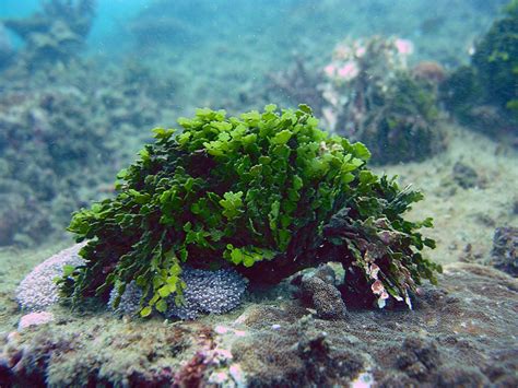 Halimeda! Descubra os Detalhes Curiosos da Vida Sedentária desta Espécie de Macroalgas Calcárias e Sua Influência no Ecossistema Marinho