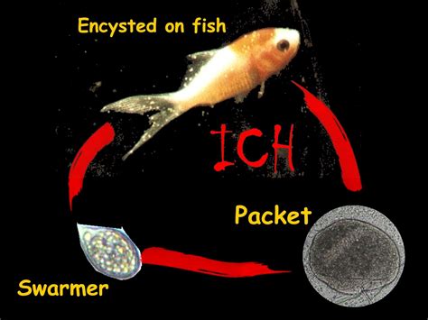 Ichthyophthirius! Descubra o Parasita Unicelular Que Assombra os Peixes de Água Doce