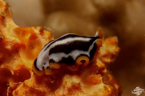  Jenyns' Marine Flatworm: A Bottom-Dwelling Creature With An Appetite For Deception!