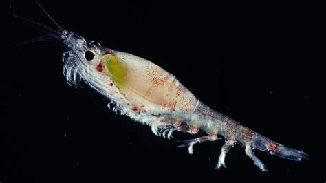 Krill:  Discover these Tiny Crustaceans that Form Massive Swarms in the Deepest Oceans!