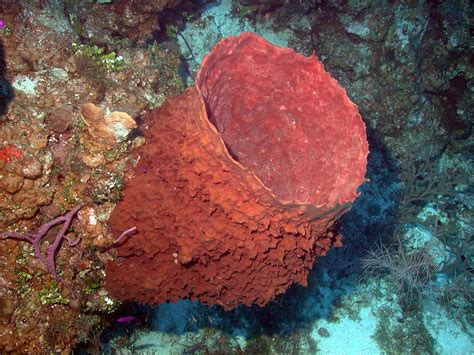  Yellow Barrel Sponge - A Vibrant Underwater Resident Known for its Unique Symbiotic Relationships!