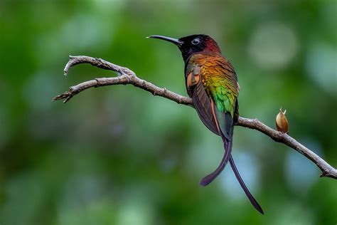  Beija-Flor: Descubra o Fantasma Alado que Apsa em Flores e Pinta o Céu com suas Asas Brilhantes!