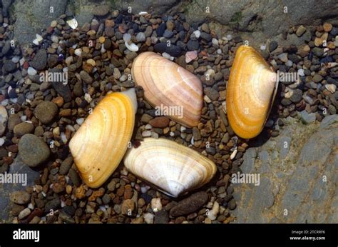  Donax: Um Molusco Bivalve que Desafia as Ondas com Elegância Incontestável!