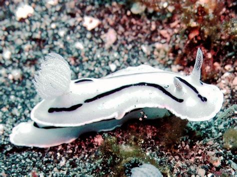 Nudibranchia! A Tiny Gastropod That Defies Expectations Through Its Remarkable Tentacular Prowess and Vibrant Hues!