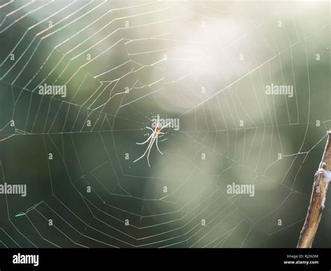  Pholcidae: Uma Teia de Mistérios Entre a Sombras e a Brilhância!