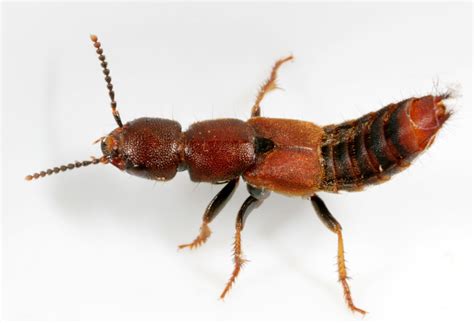  Roaming through Meadows: Discovering the Remarkable Social Lives of Rove Beetles!