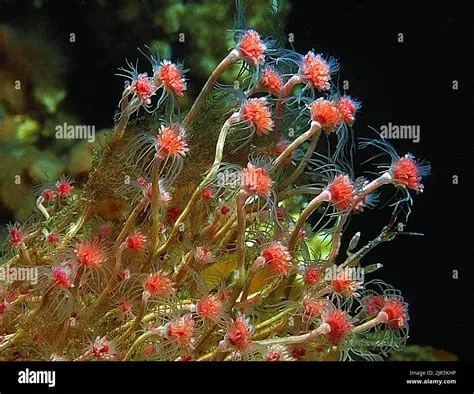  Tubularia: Uma Colônia de Pólipos Brilhantes que Se Agita no Mar!