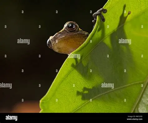  Urulito: Um Anfíbio Curioso que Se Esconde Entre as Folhas da Floresta!